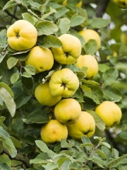 Ayva